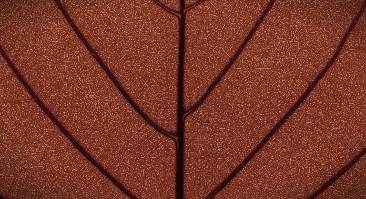 Détail cellulaire — la biologie du vieillissement